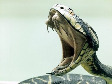 www.survive-psychopaths.blog